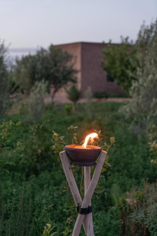 Lampe à feu dans le jardin des oliviers à la tombée du soir